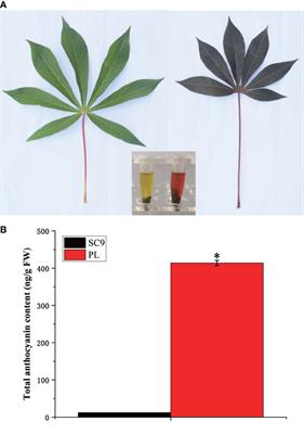 Integrative analysis of metabolome and transcriptome reveals the mechanism of color formation in cassava (Manihot esculenta Crantz) leaves